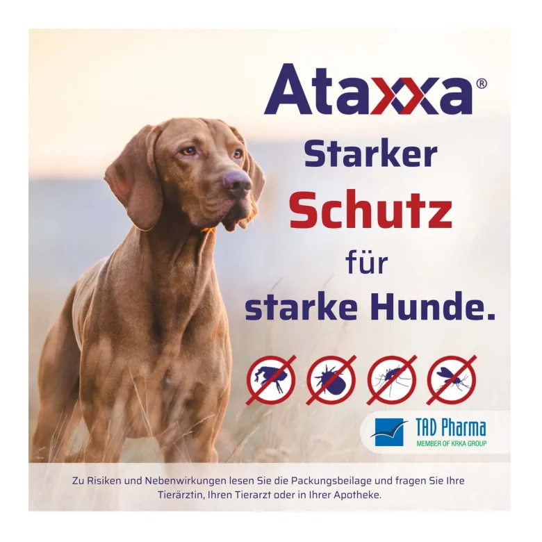 Ataxxa 500 mg/100 mg Lösung zum Auftropfen für Hunde 4-10 kg, 3 St